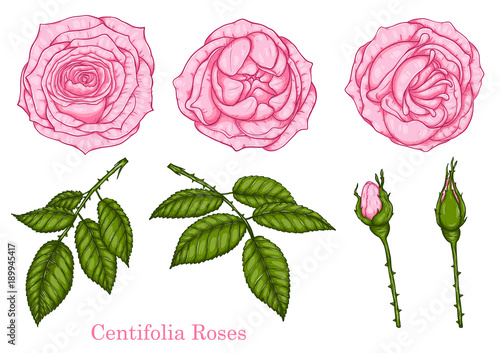 Rose vector set by hand drawing.Beautiful flower on white background.Rose art highly detailed in line art style.centifolia rose for wallpaper