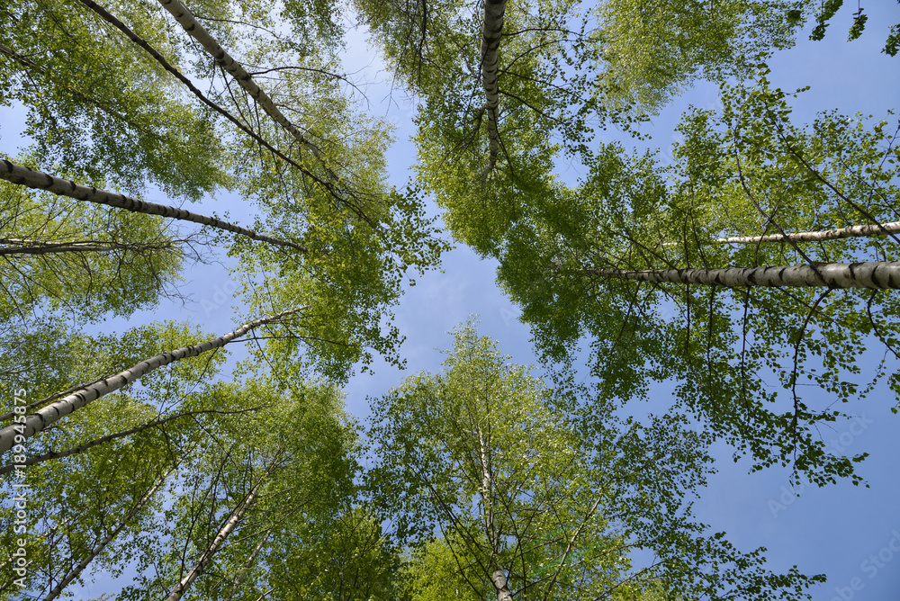 Obraz premium birches leaves over blue sky