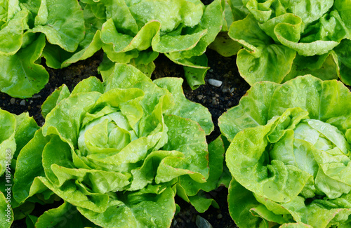 Canvastavla The Benefits of Growing Your Own Butter Lettuce