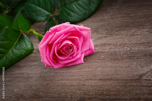pink rose head on the wooden background