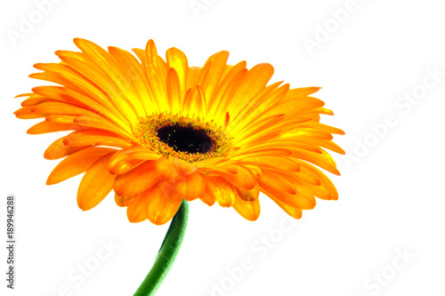 Multicolored orange and yellow gerbera on white background