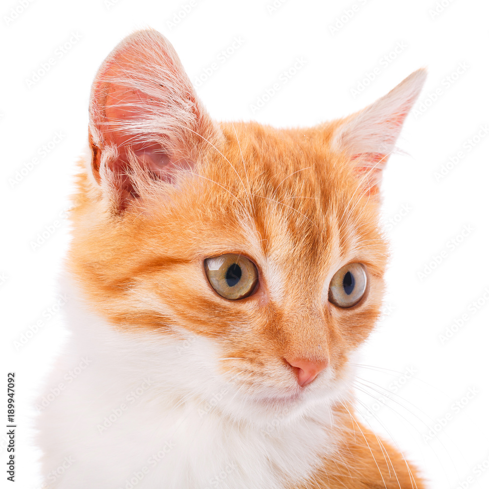 Small red kitten on a white