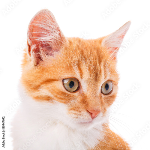 Small red kitten on a white © serkucher