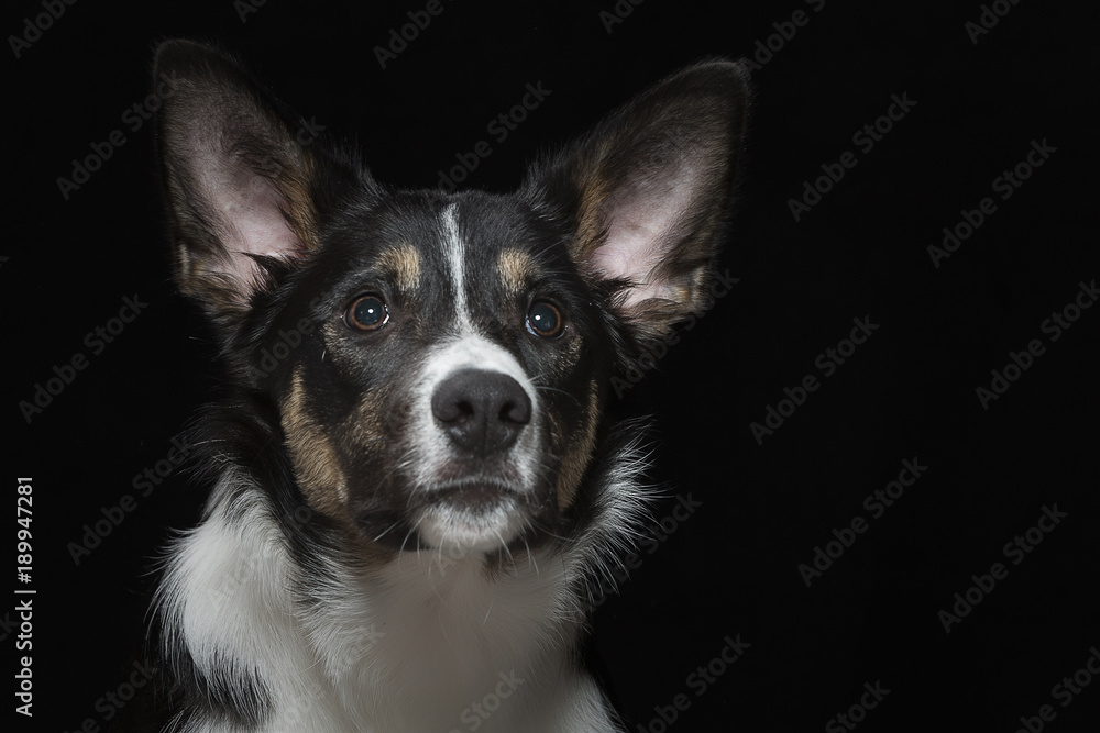 Portrait eines jungen Bordercollies Portrait eines jungen Bordercollies