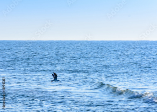 The seagull flies off the coast of the Black Sea