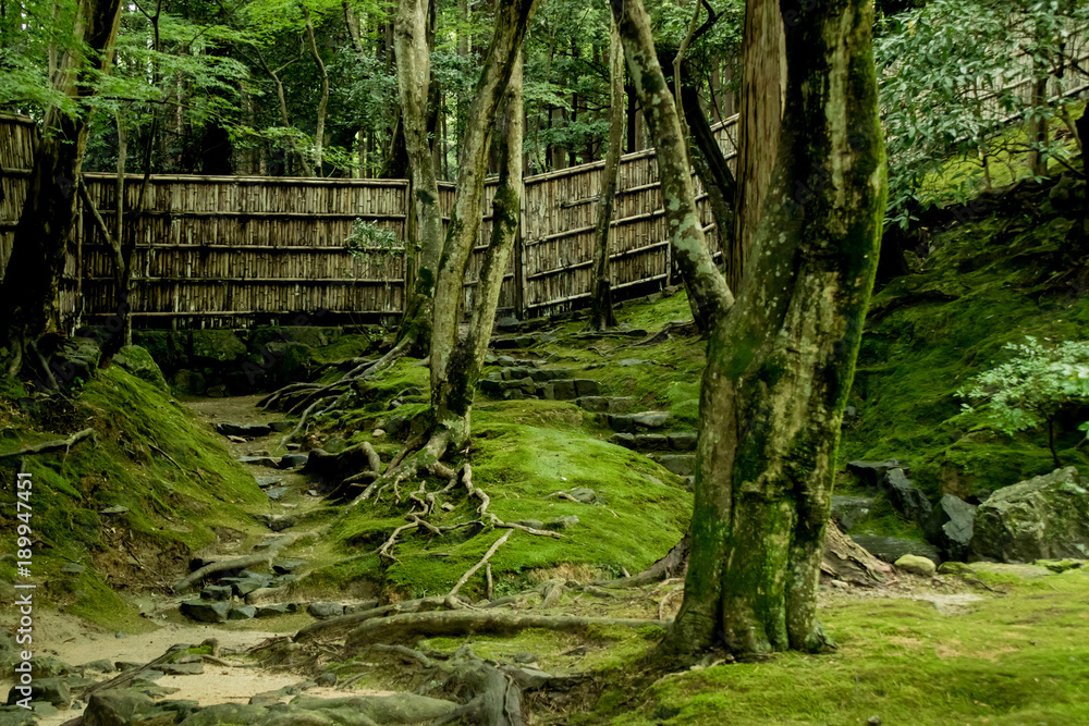 Obraz premium Mossy garden