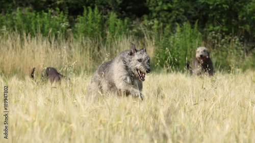 Irish wolfhounds running in nature