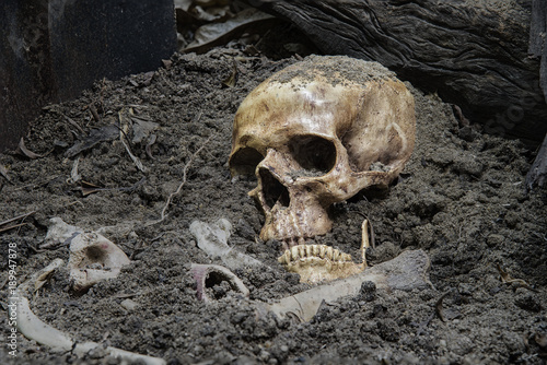 Canvas Print Skulls and skeletons bones were unearthed from the graves by shovels in the horrible cemetery in dim light