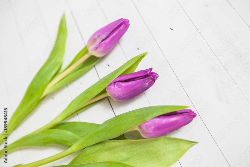 Fototapeta premium Tulips Flower Greeting