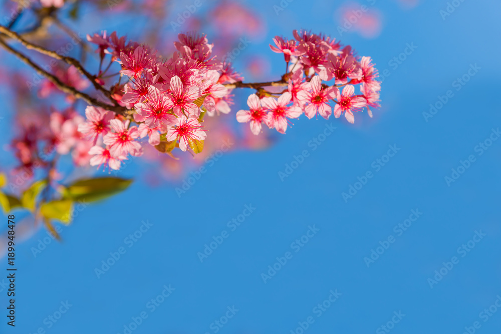 Beautiful Wild Himalayan Cherry, Prunus Cerasoides or pink cherry blossom flower and blue sky space for text background Beautiful Wild Himalayan Cherry, Prunus Cerasoides or pink cherry blossom flower and blue sky space for text background