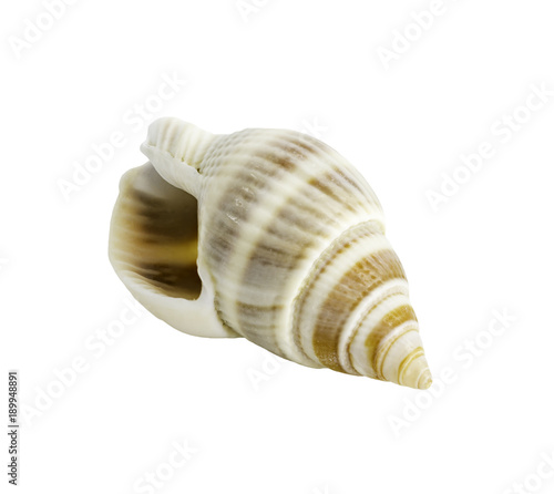 Conch shall isolated on white