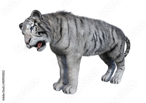 Fototapeta Naklejka Na Ścianę i Meble -  3D Rendering White Tiger on White