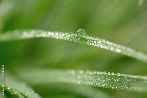 water pearl on grass