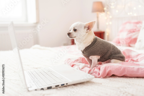 cute young small dog sitting on bed and working on laptop.