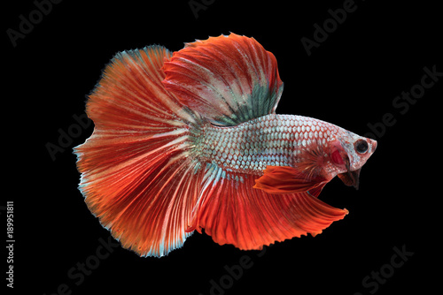 beautiful betta splendens isolated on white background