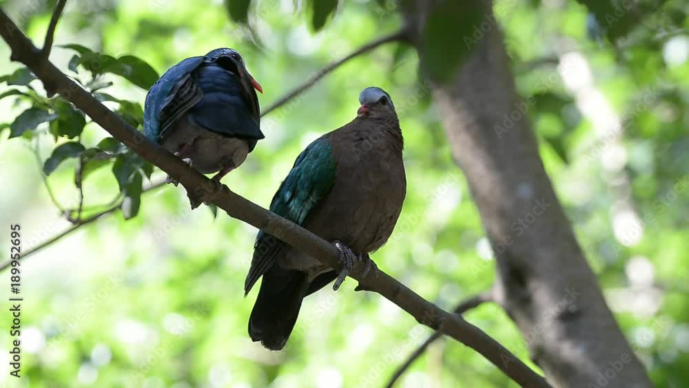 Two green pigeon or emerald dove on branch in forest. Two green pigeon or emerald dove on branch in forest.
