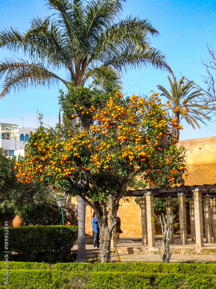 Orange Tree, Kasbah des Oudayas, Rabat, Morocco
