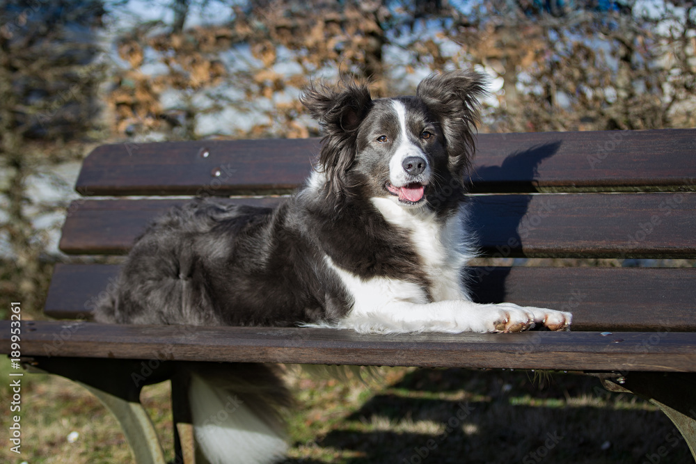 Fototapeta premium Border Collie auf der Burg