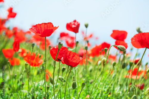 Red poppy flowers in spring. Selective focus.