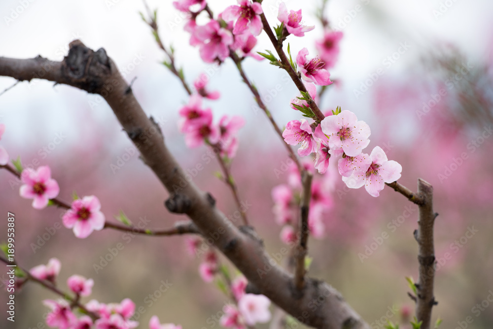 Peach and cherry blossom in spring