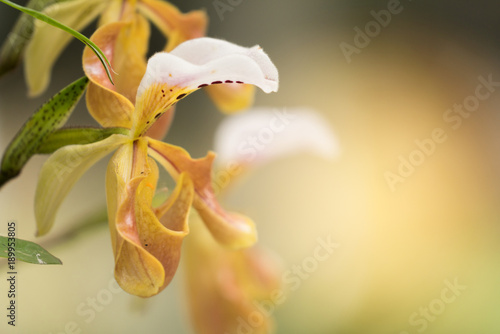 Fototapeta Naklejka Na Ścianę i Meble -  Paphiopedilum gratrixianum (Mast.) Guillaumin