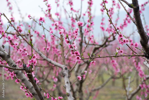 Peach and cherry blossom in spring