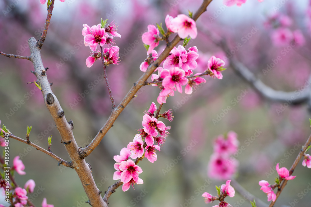Peach and cherry blossom in spring Peach and cherry blossom in spring