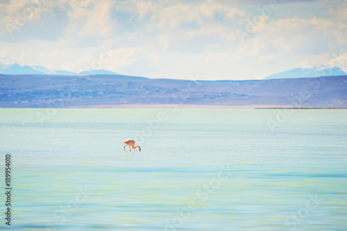 Pink flamingo in the lagoon in Altiplano, Bolivia