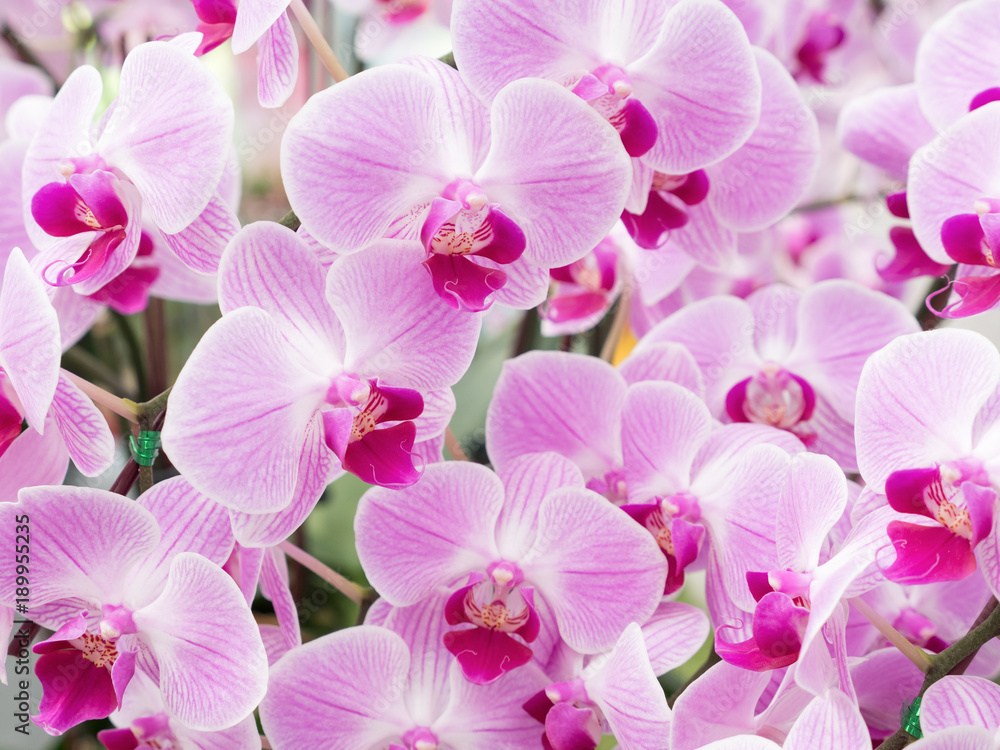Fototapeta premium Fresh blooming of the phalaenopsis orchid.