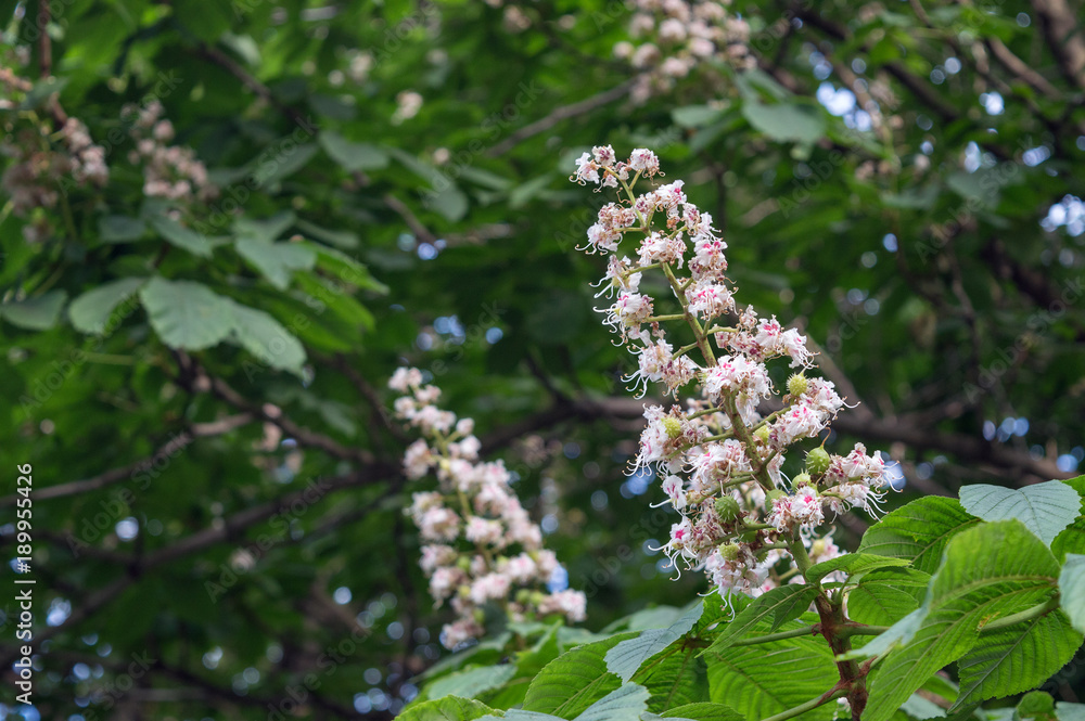Blooming aesculus hippocastanum, white flower of horse-chestnut in spring park, ornamental garden tree and source of aescin, used as treatment for chronic venous insufficiency Blooming aesculus hippocastanum, white flower of horse-chestnut in spring park, ornamental garden tree and source of aescin, used as treatment for chronic venous insufficiency