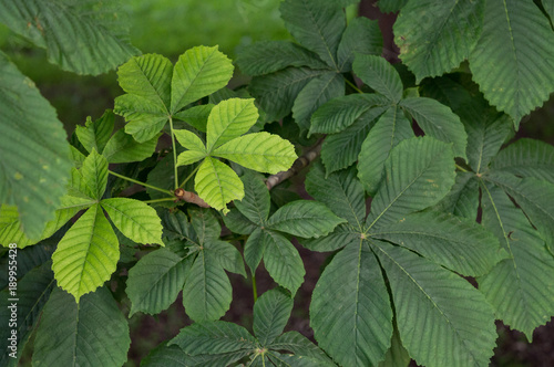 Foliage of horse-chestnut (aesculus hippocastanum), ornamental garden tree and medical plant, floral background