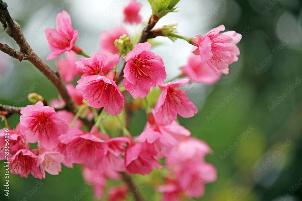 沖縄の桜 沖縄の桜