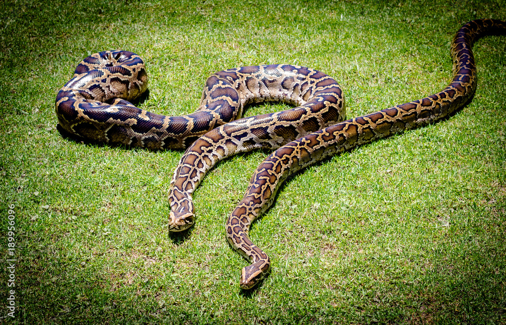Fototapeta premium Burmese python background. Two pythons on grass