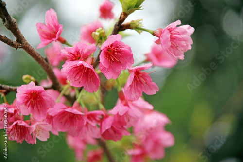 沖縄の桜 © macangel44