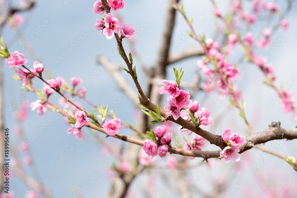 Cherry blossom and peach blossom trees in an orchard Cherry blossom and peach blossom trees in an orchard