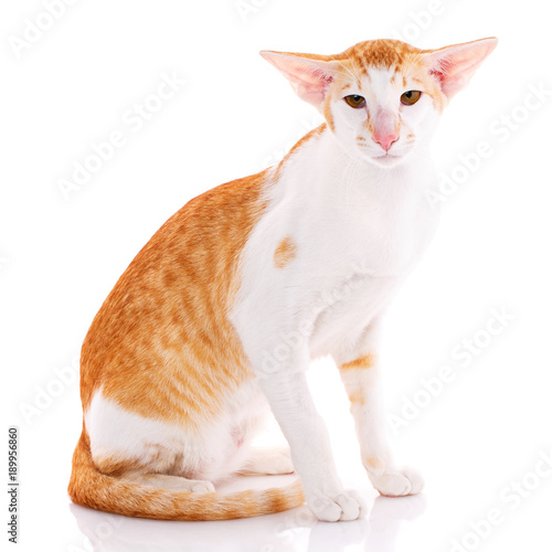 Obraz na plátne Close-up of an Oriental Shorthair cat