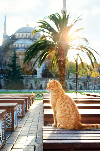 TURKEY.ISTANBULI - NOVEMBER 11, 2017:Turkish cat sitting near the Blue Mosque.Cat in Turkey.