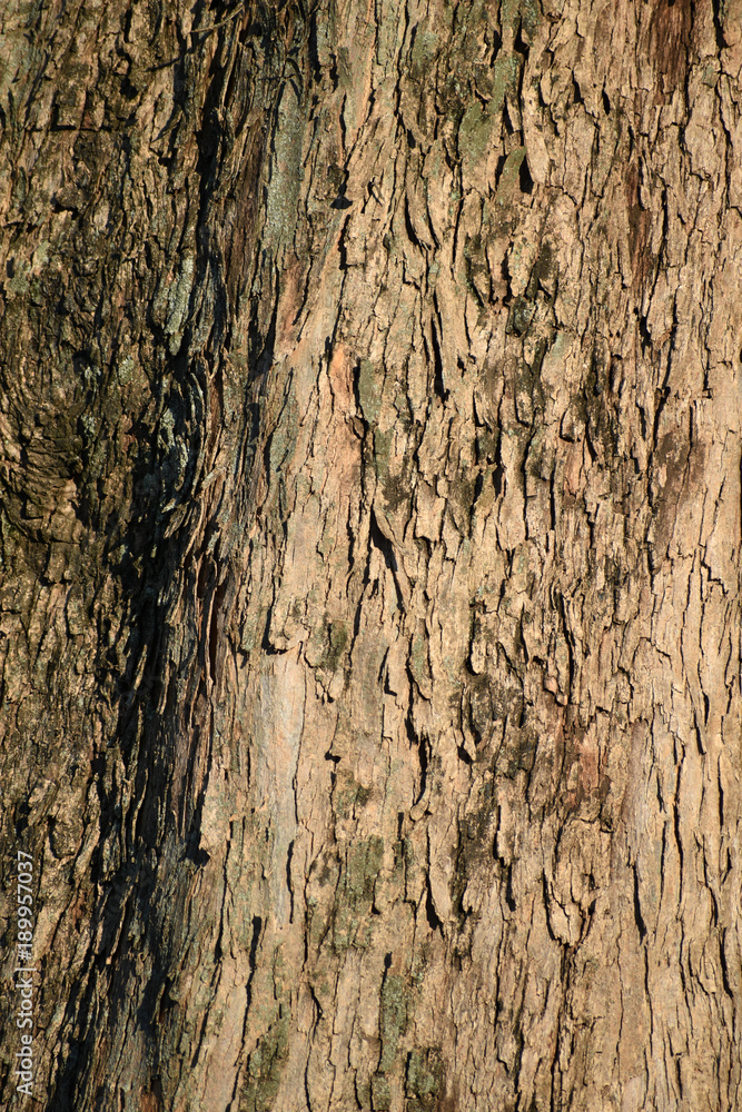 Obraz premium 木の表面