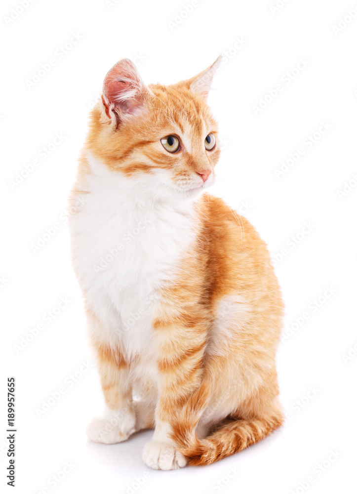 Cat, pet, and cute concept - red kitten on a white background.