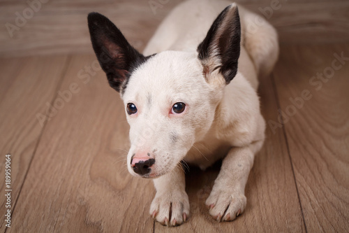 White dog with black ears lying on wooden boards. portrait of a dog.