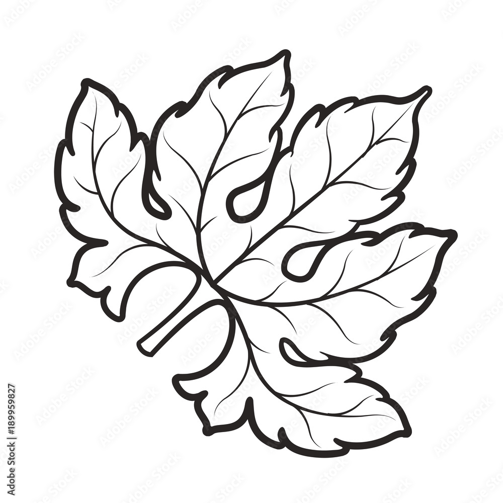 The Helpful Art Teacher: Drawing magnified leaves: Finding the details