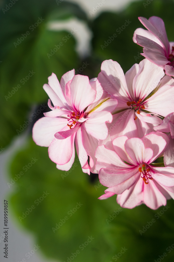 Fototapeta premium Pelargonium Geranium flowers