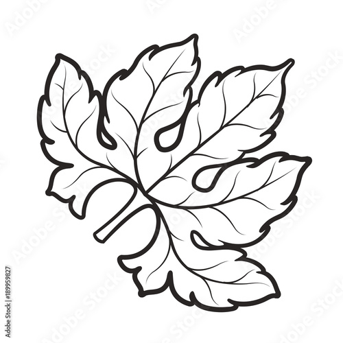 black outline bitter melon leaf vector drawing