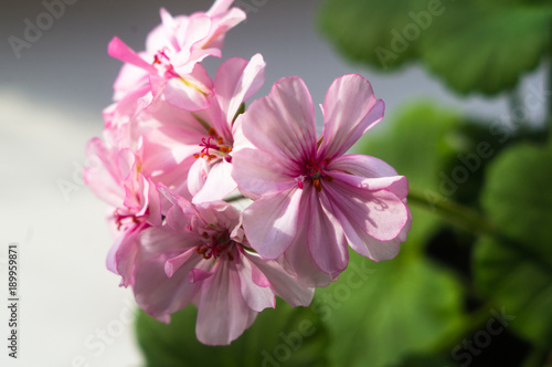 Pelargonium Geranium flowers