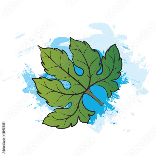 bitter melon leaf over blue brush strokes vector drawing