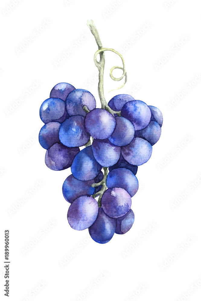 Watercolor Blue Grapes Isolated - obrazy, fototapety, plakaty 