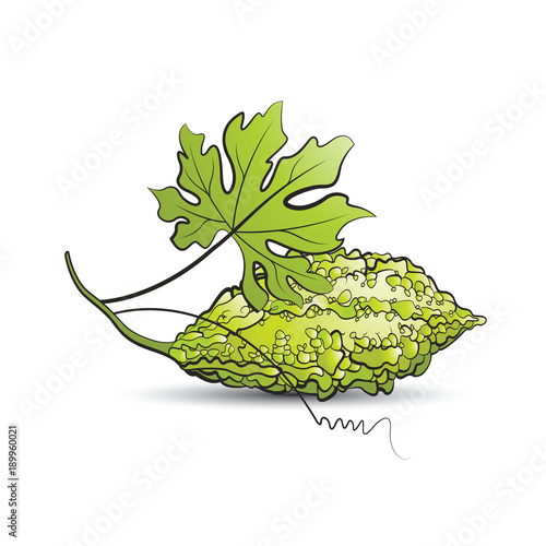 bitter guard or bitter melon with leaf vector drawing