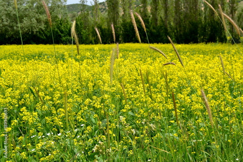 doğa flowers history people sea bee photo