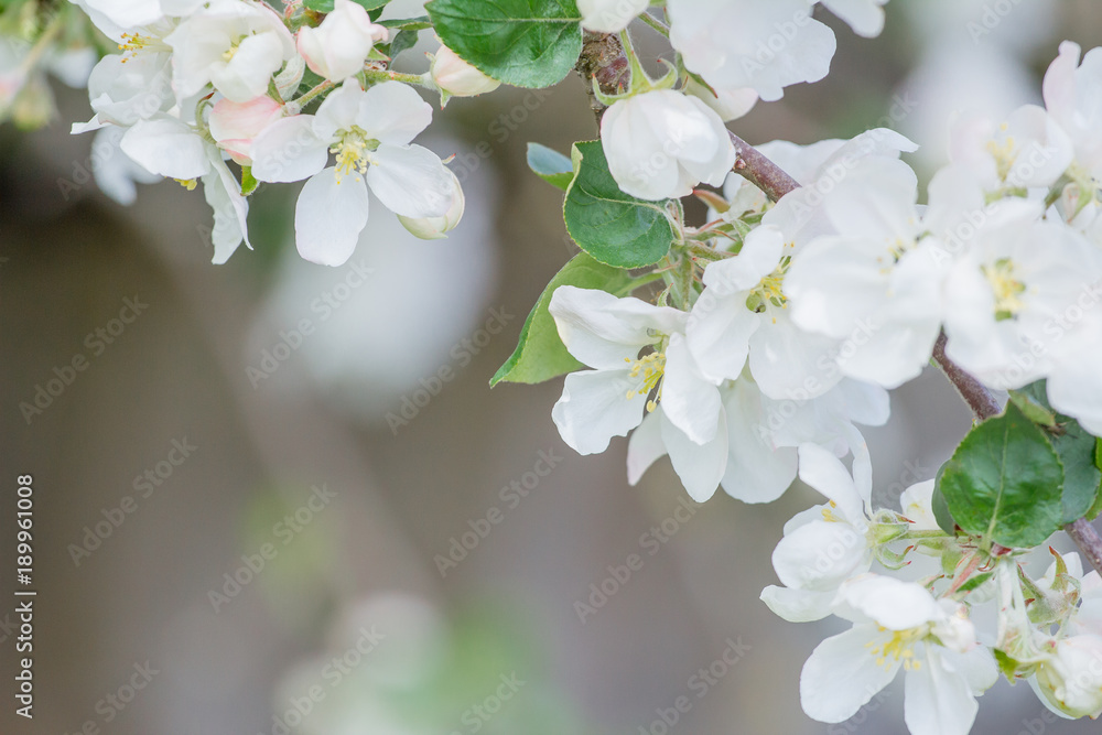 Fototapeta premium Apple tree flowers and buds in spring with beautiful bokeh
