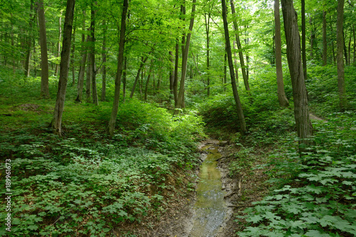 creek in the summer forest